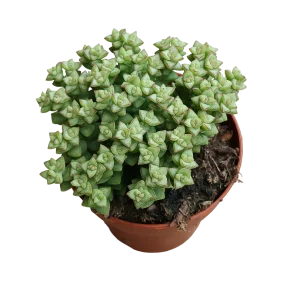 Crassula Tomb Thumb Planta Suculenta Colgante Ø8