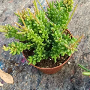 Rhipsalis Mesembranthoides Planta Suculenta Ø8 Cm