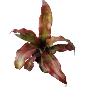 Cryptranthus Rojo Planta Bromelia Ø8