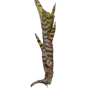 Neoregelia Tigrina Planta Bromelia De Interior Ideal Terrarios