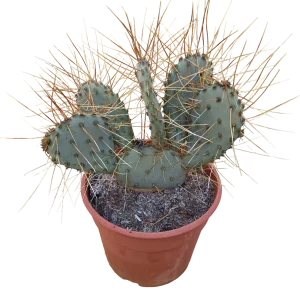 Opuntia Macrocentra Flabispinna Planta De Sol Ø20 Cactus Unico