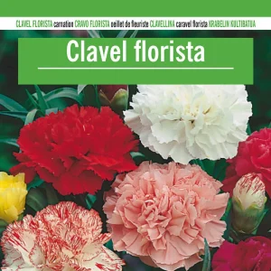 Sobre Semillas De Clavel De Florista