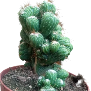 Cactus Cereus Peruvianus Monstruoso Ø13 Plantas Cristata