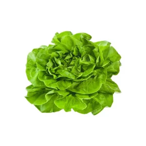 Lechuga Batavia Bio - Pieza