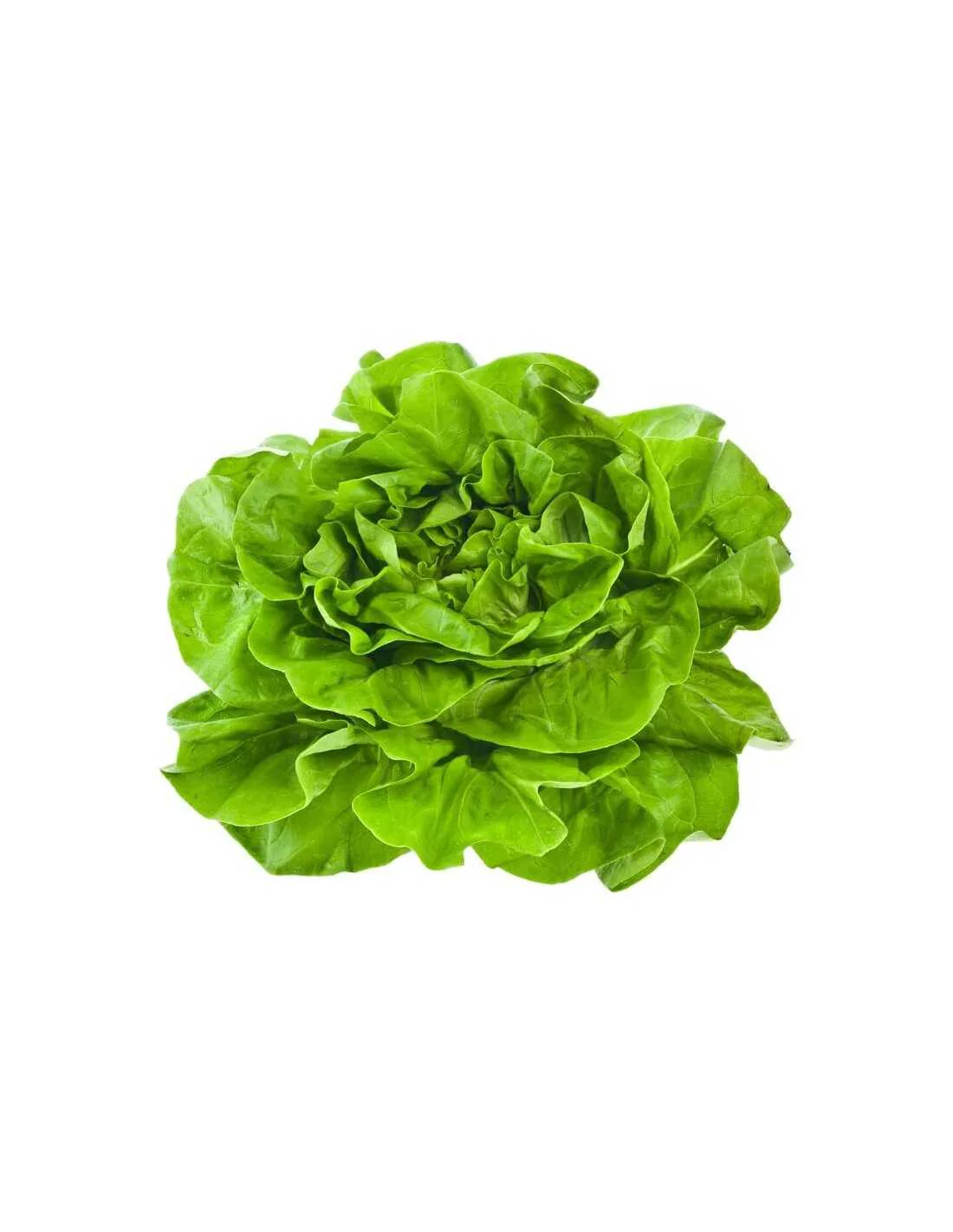 Lechuga Batavia Bio - Pieza