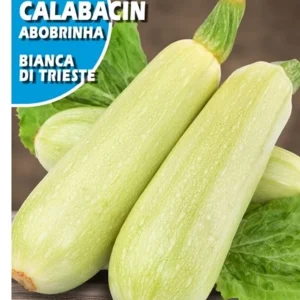 Semillas Calabacín Blanco Di Trieste 25g
