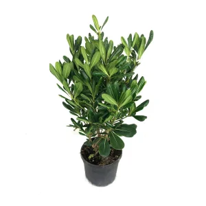 Pittosporum Tobira M19  60cm