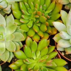 Suculentas Y Cactus Variedad #9 Planta Sin Id