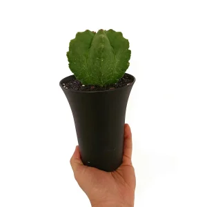 Astrophytum Myrostigma M12 20cm