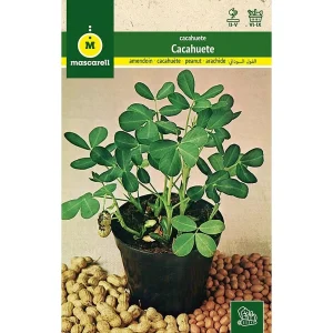 Semillas Cacahuete